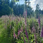 Chaloupka Pod Jabloněmi 3* Chřibská
