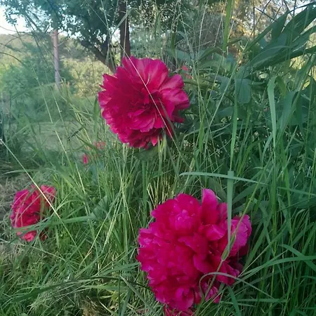 Chaloupka Pod Jablonemi Chřibská