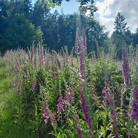 Chaloupka Pod Jablonemi * Chřibská